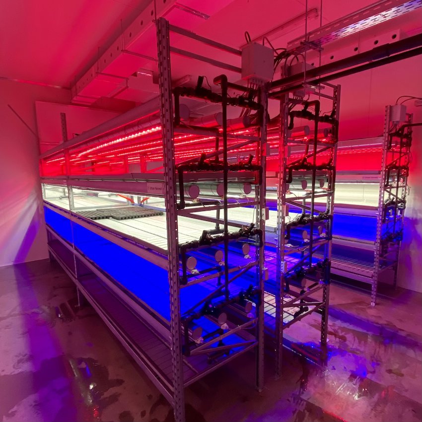 Vertical Farming Solutions For Strawberries - Research solution for young strawberry plants.